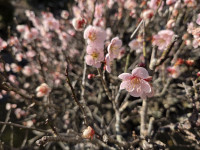 ume