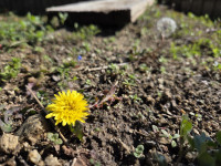 tanpopo