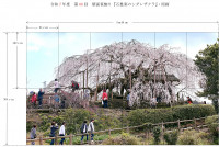 R7  第66回 壁面笹飾りアイデア・石畳東のシダレザクラ-1