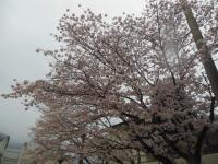 令和４年の桜です。