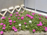 現在の松葉牡丹の様子