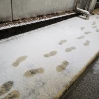 朝、雪についた足跡はこんな感じでした